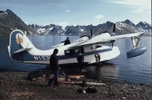 Goose in Alaska